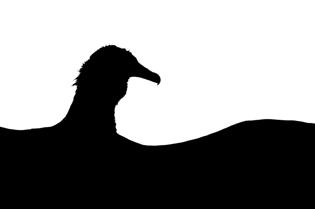 15 - 17 YEARS
GOLD AWARD AND YOUNG BIRD PHOTOGRAPHER OF THE YEAR 2025
Minimalist Wings
Tomasz Michalski, Poland
Black Vulture, Coragyps atratus. Popoyo, Nicaragua. Olympus E-M1 Mark II with Leica 100–400mm f/4–6.3 lens. 400mm; 1/320s;
f/22; ISO 125.