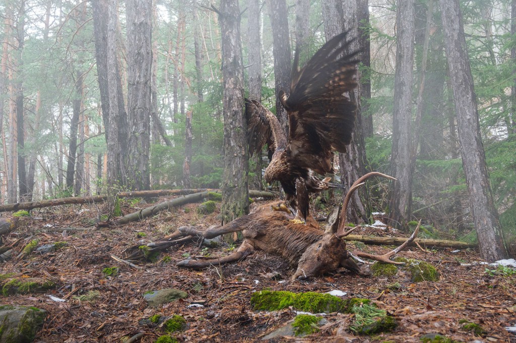BIRD BEHAVIOUR GOLD AWARD. Angel or Demon. Francesco Guffanti, Italy. Golden Eagle, Aquila chrysaetos. Aosta Valley, Italy. Nikon Z 6 with Nikon Z 24–70mm f/4 lens. 35mm; 1/250s; f/5; ISO 4,000.
