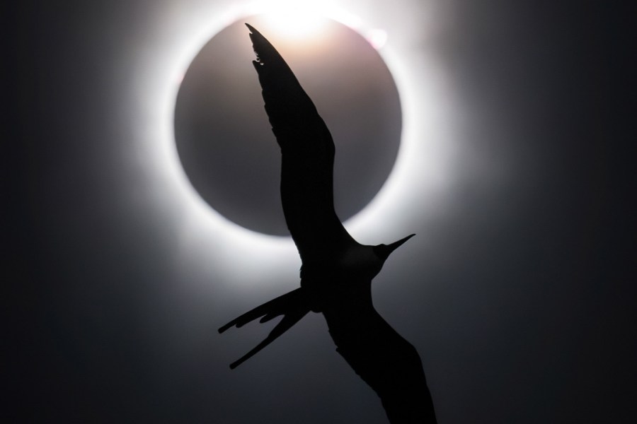 BIRDS IN FLIGHT GOLD AWARD AND BIRD PHOTOGRAPHER OF THE YEAR 2025 The Frigatebird and the Diamond Ring Liron Gertsman, Canada Magnificent Frigatebird, Fregatta magnificens. Mazatlán, Sinaloa, Mexico. Canon EOS R5 with Canon RF 100–500mm f/4.5–7.1 lens. 400mm; 1/4,000s; f/7.1; ISO 10,000.