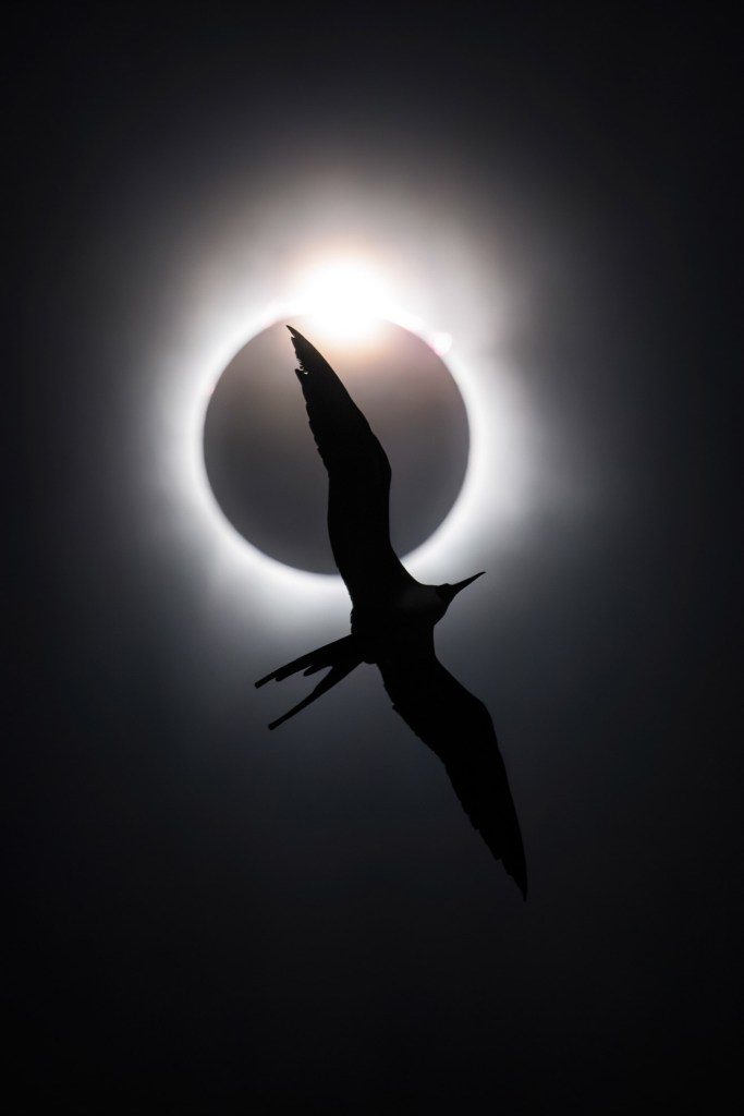 BIRDS IN FLIGHT
GOLD AWARD AND BIRD PHOTOGRAPHER OF THE YEAR 2025
The Frigatebird and the Diamond Ring
Liron Gertsman, Canada
Magnificent Frigatebird, Fregatta magnificens.
Mazatlán, Sinaloa, Mexico. Canon EOS R5 with Canon RF 100–500mm f/4.5–7.1 lens. 400mm; 1/4,000s; f/7.1; ISO 10,000.