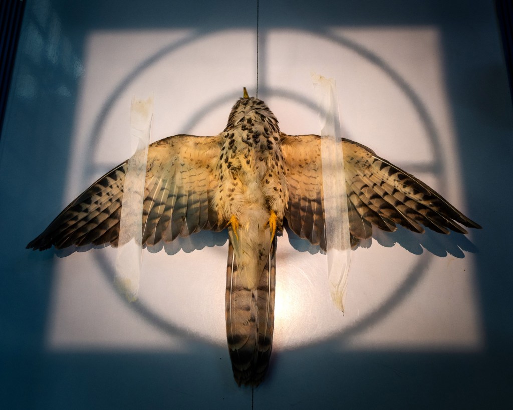 GOLD AWARD
Radiographing
Sarthak Agrawal, India
Common Hawk-Cuckoo, Hierococcyx varius. Aurangabad, Maharashtra, India. Nikon D5600 with Nikon 18–55mm f/3.5-5.6 lens. 18mm; 1/60s; f/5.6; ISO 320.