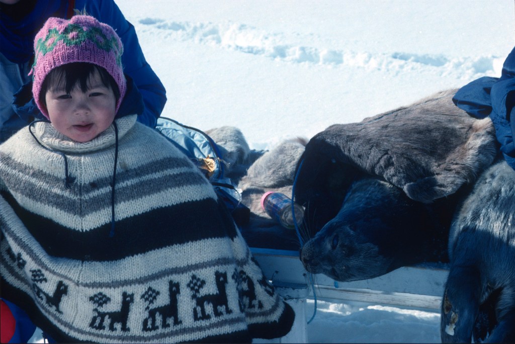 Greenland was a place where people lived a largely subsistence existence, eating dried fish and whale meat, as well as freshly caught seals. Image Credit: Keith Wilson