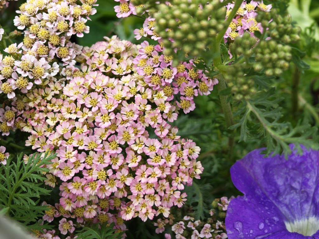 close up macro mode photo of little pink flowers