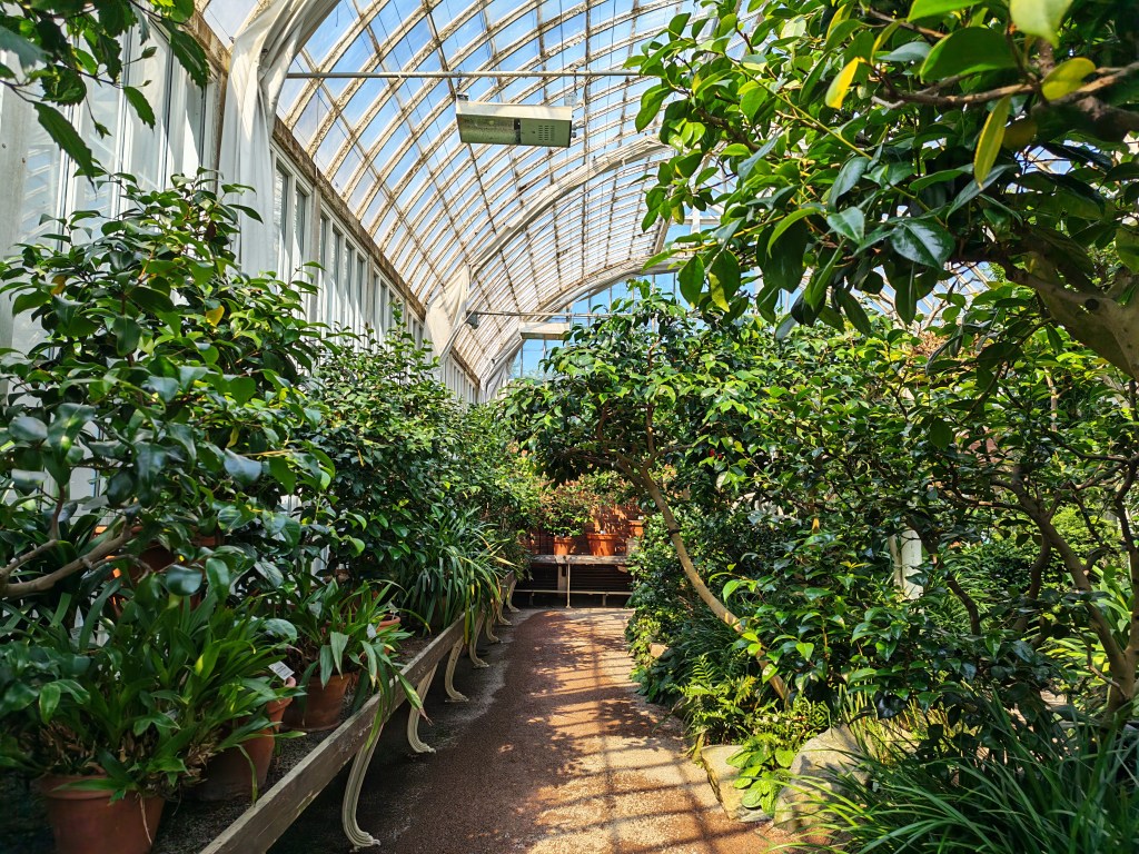 photo taken of plants inside a large greenhouse