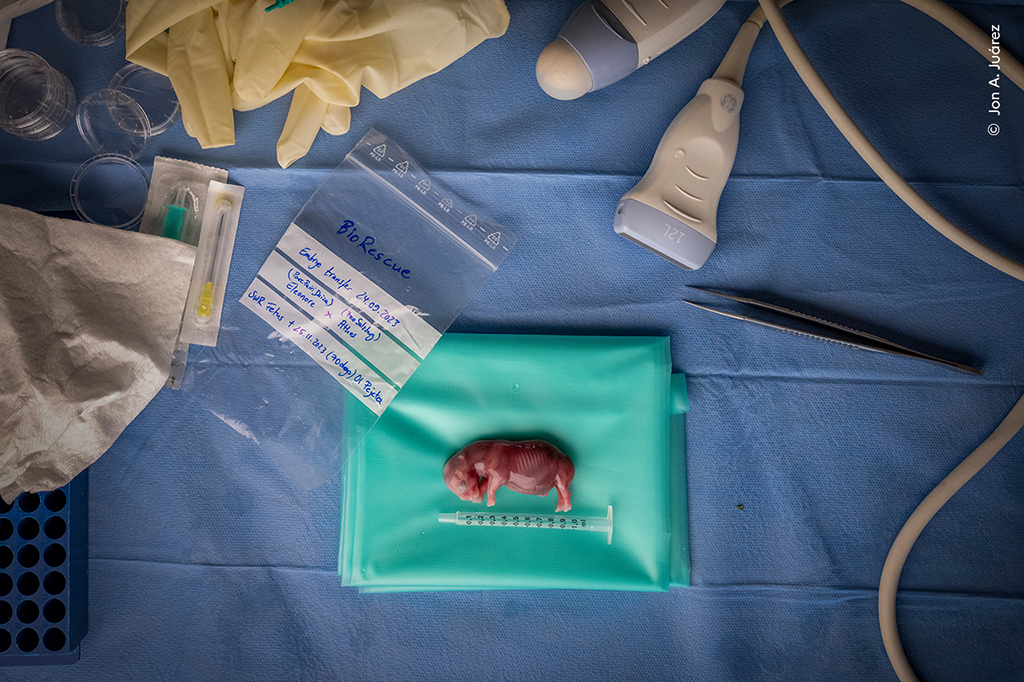 southern white rhino foetus, which did not survive due to an infection