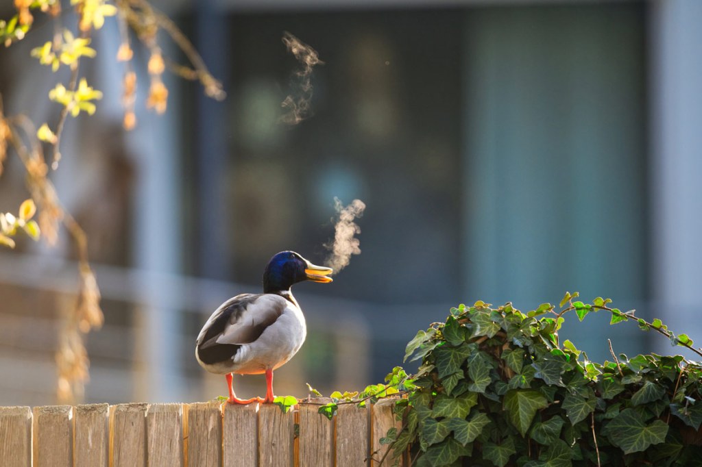 Lars Beygang - Outdoor smoking zone/ The Comedy Wildlife Photography Awards 2025