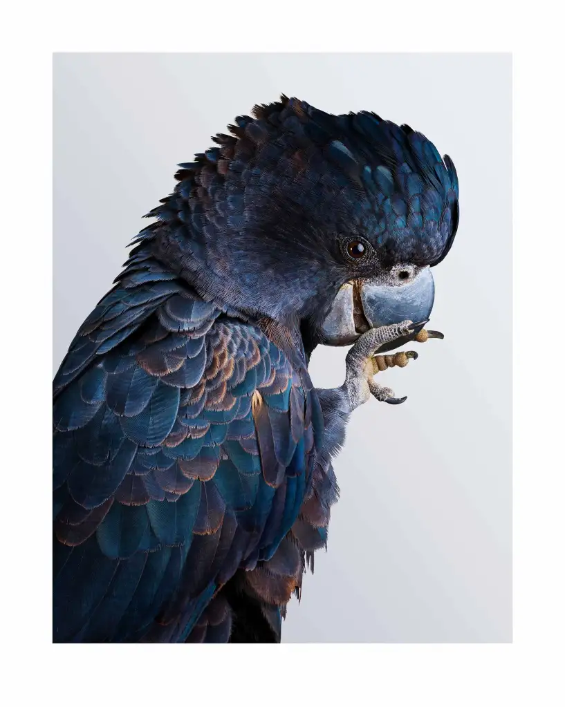 Leila Jeffreys, ‘Fluff’ No. 2 Forest Red-Tail, 2016