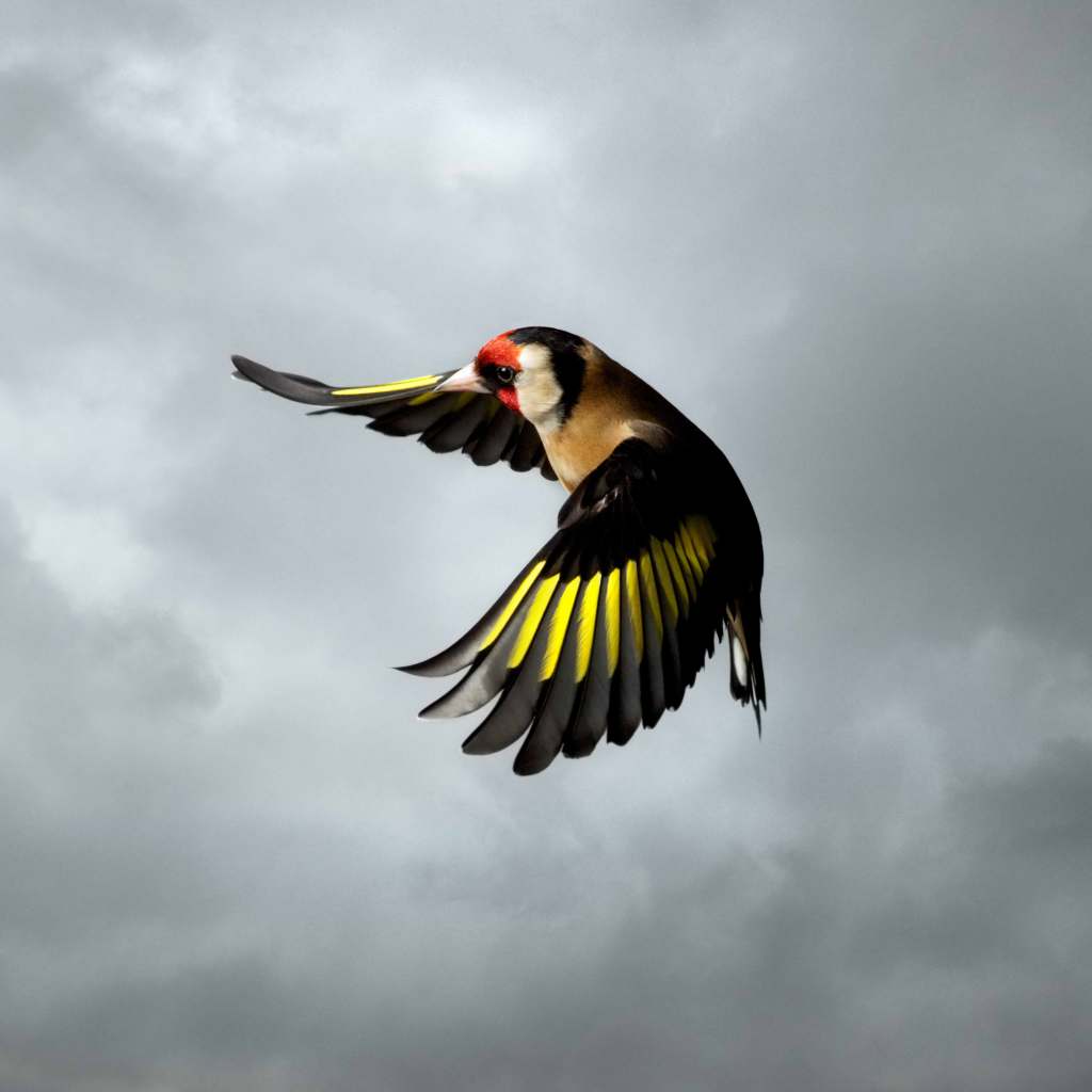 Mark Harvey, Goldfinch, 2020.
From the series In Flight