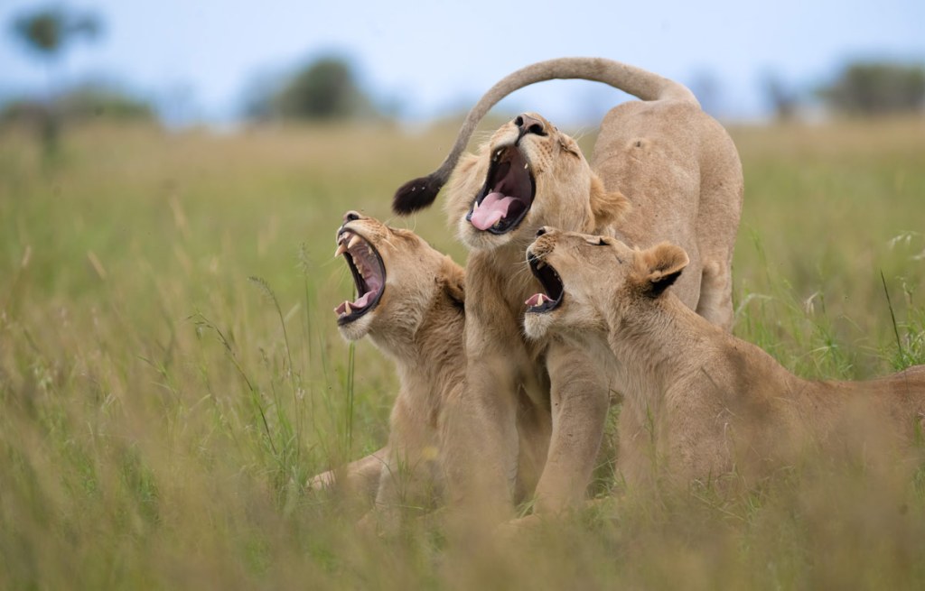 Meline Ellwanger - The Choir / The Comedy Wildlife Photography Awards 2025
