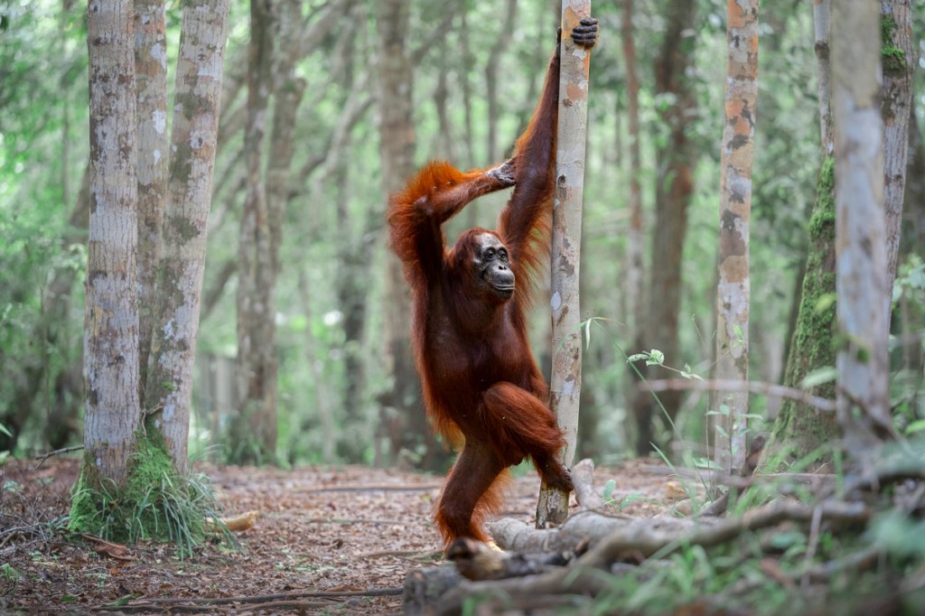 Michael Stavrakakis- Paint Me Like One of Your Forest Girls / The Comedy Wildlife Photography Awards 2025