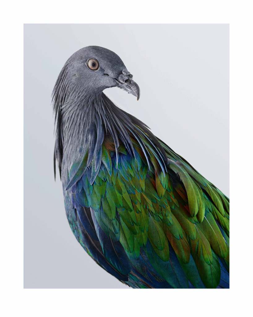 Nicobar Pigeon, 2017. From Ornithurae