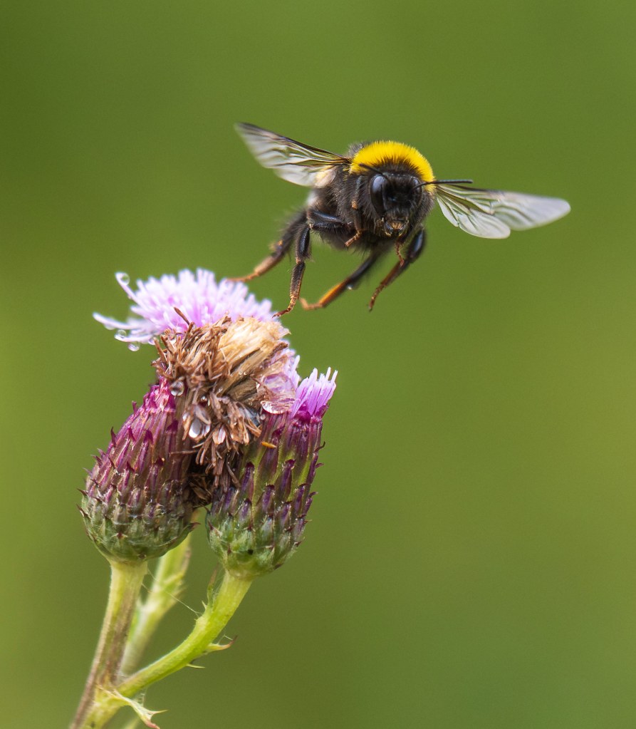 OM System 50-200mm F2.8 IS Pro lens, sample bee and flower
