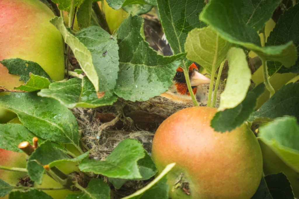 OM System 50-200mm F2.8 IS Pro lens sample, goldfinch eye