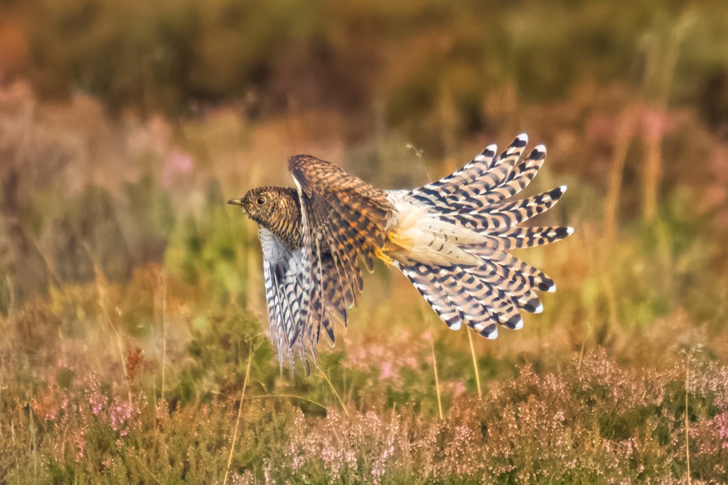 OM System 50-200mm F2.8 IS Pro lens, sample, Even with the double extender sharp flight shots are possible as this cuckoo took off. Image credit: Andrew Fusek Peters