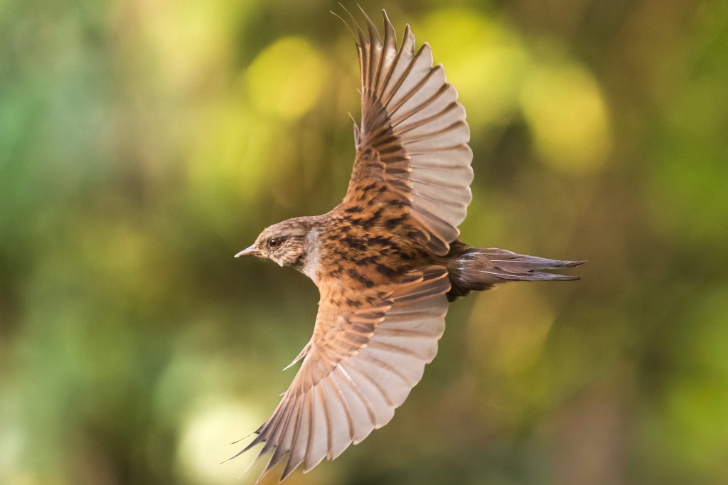OM System 50-200mm F2.8 IS Pro lens, sample, dunnock
