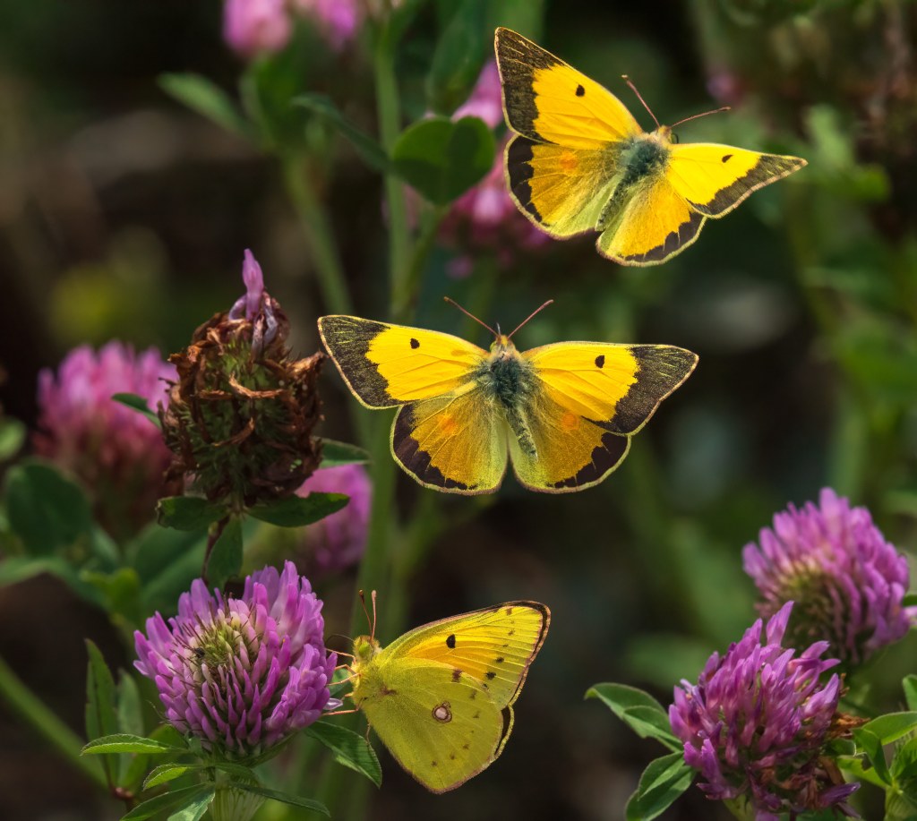 OM System 50-200mm F2.8 IS Pro lens, sample, yellow butterflies