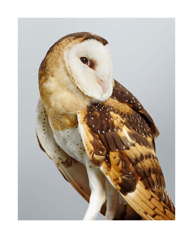 Leila Jeffreys, ‘Duke No. 1’ Eastern Grass Owl, 2014. From the series Prey