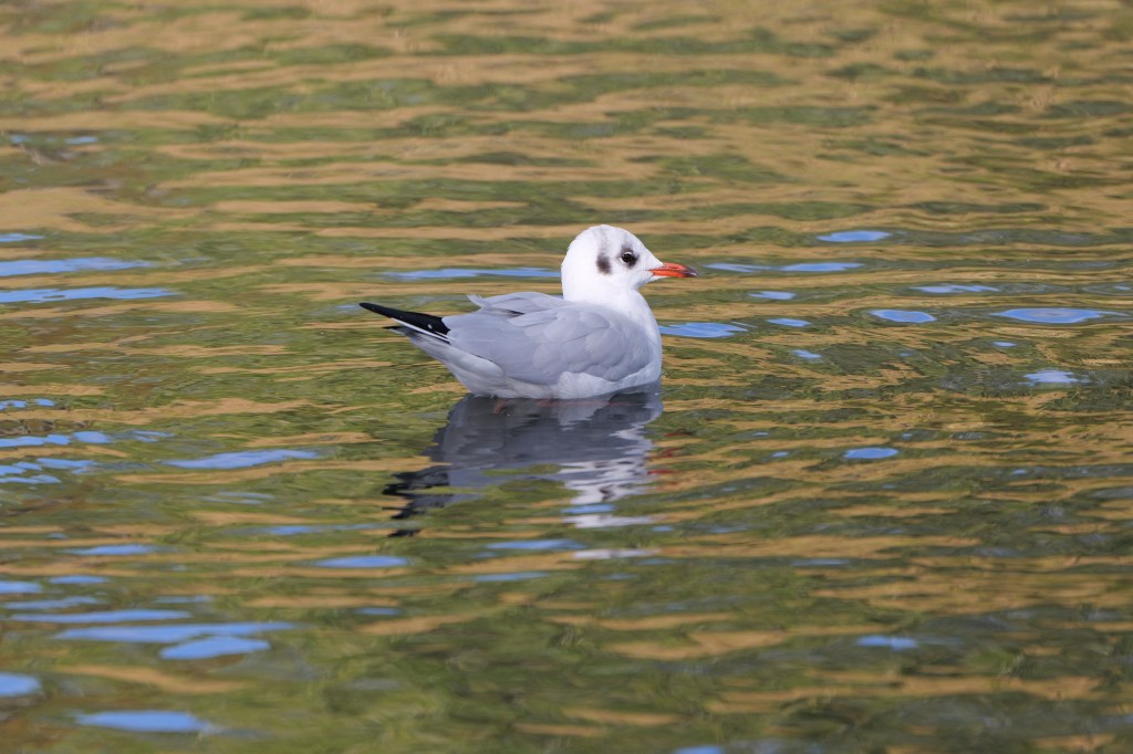 Panasonic Lumix S 100-500mm F5-7.1 gull sample image. 