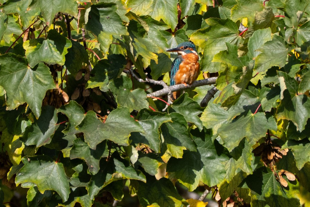 Panasonic Lumix S 100-500mm F5-7.1 Kingfisher 2.2MP crop sample image
