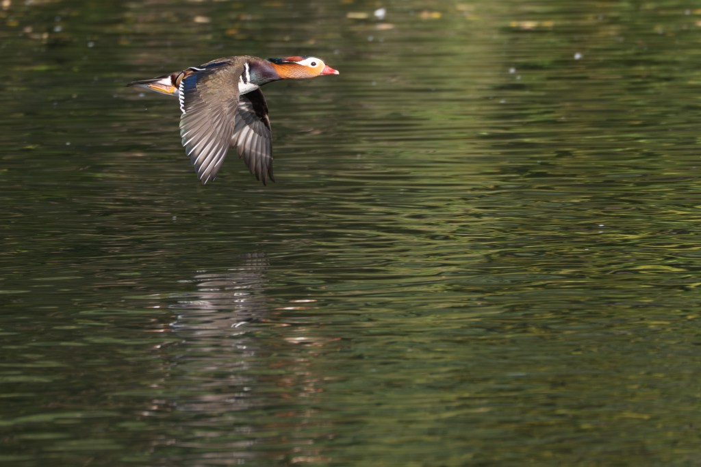 Panasonic Lumix S 100-500mm F5-7.1 Mandarin duck in flight sample image