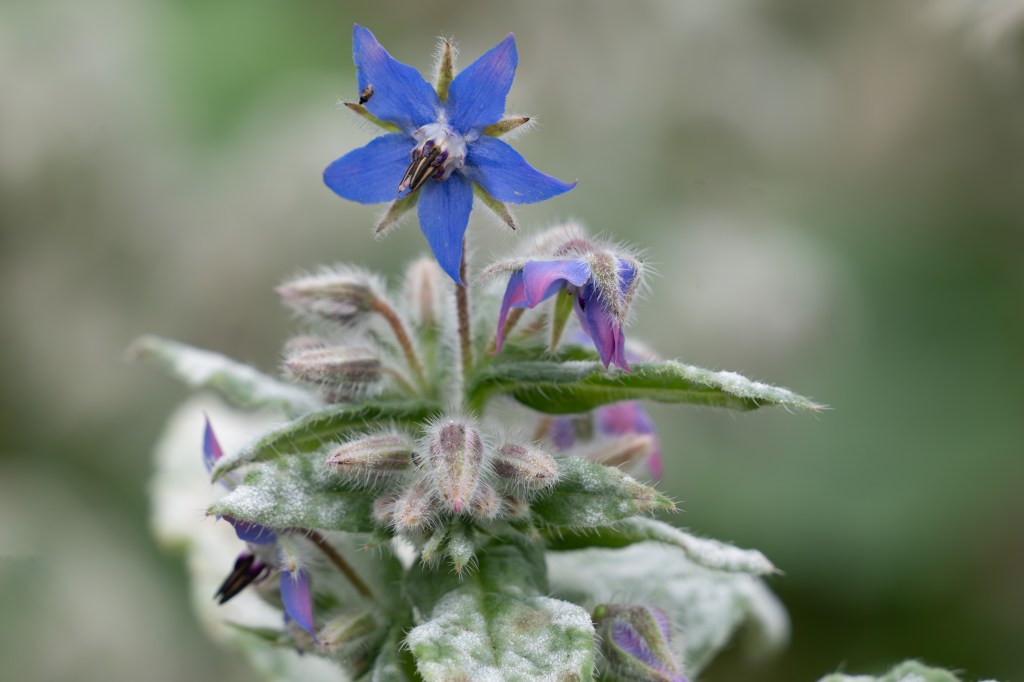 Panasonic Lumix S 100-500mm F5-7.1 folder close-up sample image.