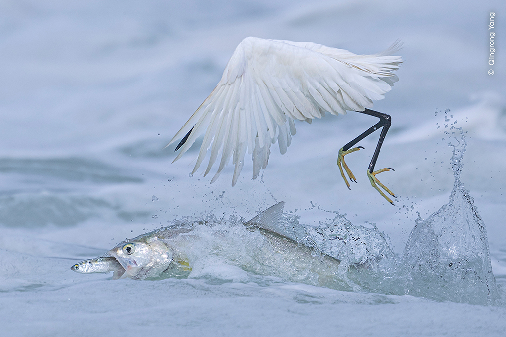 ladyfish snatched its prey from a little egret’s beak.