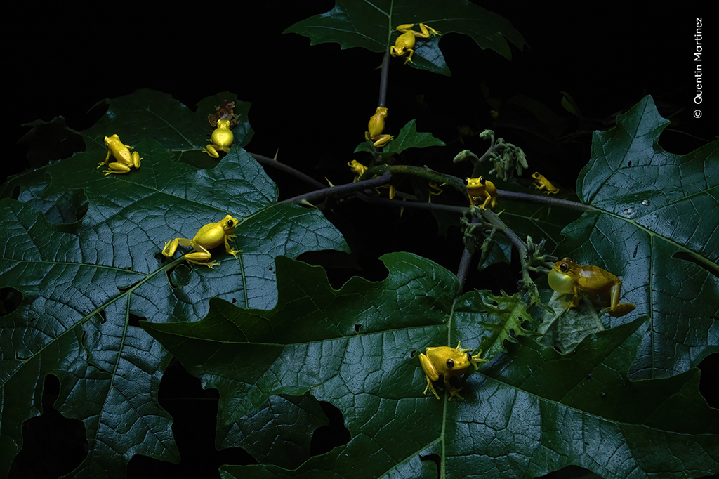 gathering of lesser tree frogs