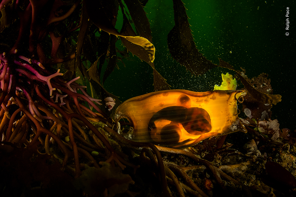 the egg case of a swell shark, tethered to the base of a giant kelp.