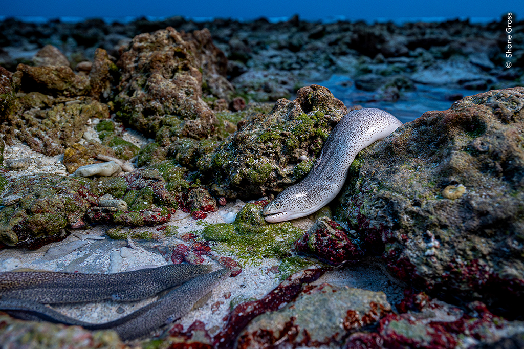 peppered moray eel hunting for carrion at low tide