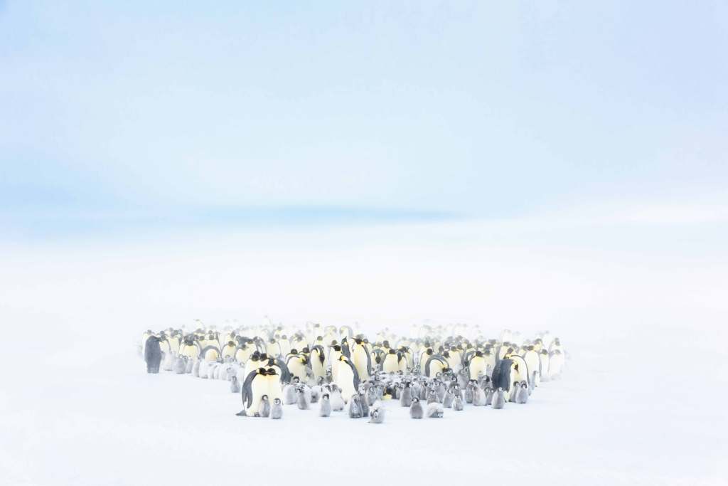 Stefan Christmann, Emperor Penguin Chick Creches, Atka Bay, Antarctica, 2017