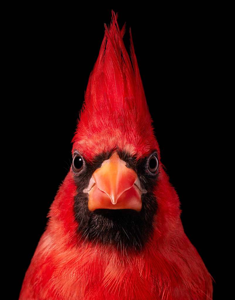 Tim Flach, Northern Cardinal, 2021