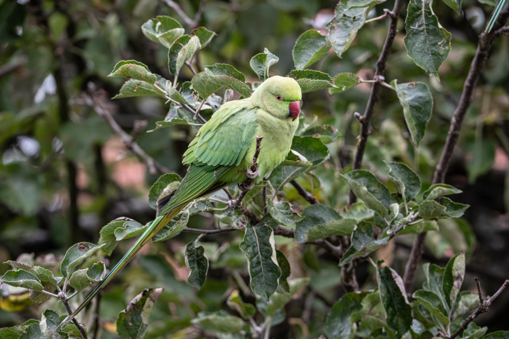 Sony A1 II f/10 1/320s FE400-800 zoom at 800mm ISO6400. Image credit: Will Cheung
