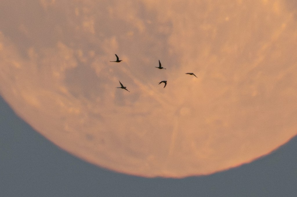 And with cropping it ended up at 1276x851pixels.
Sony A1 II f/8 1/640s FE400-800mm lens at 800mm IS1000. Image credit: Will Cheung
