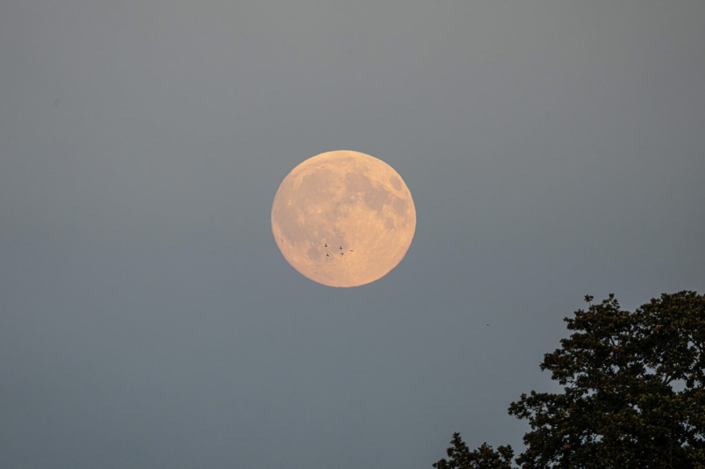 As an example of cropping potential, here’s a full-frame shot that's 8640x5780 pixels.
Sony A1 II f/8 1/640s FE400-800mm lens at 800mm IS1000. Image credit: Will Cheung
