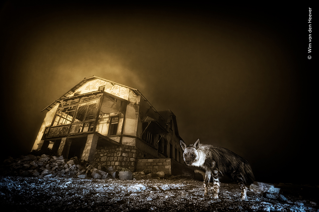 rare brown hyena photographed by abandoned warehouse