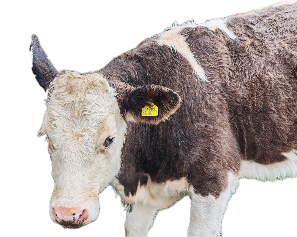 Honor 400 Pro advertorial