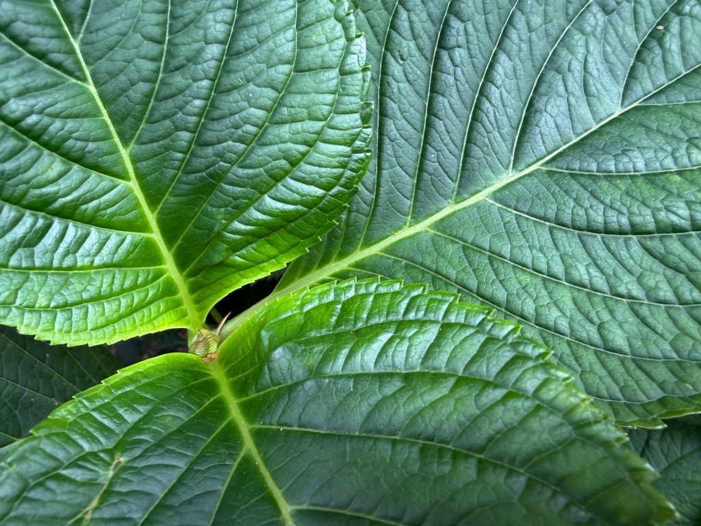 The iPhone 17 Pro camera uses the ultrawide lens for macro shots. Image credit: Amy Davies