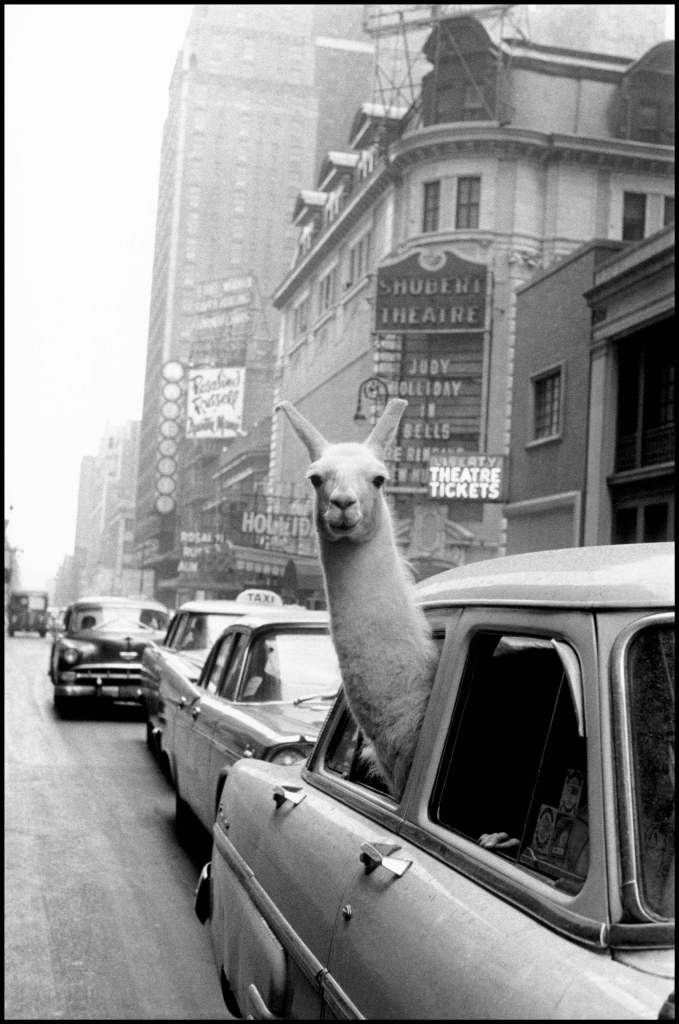 A llama in Times Square, New York. 1957