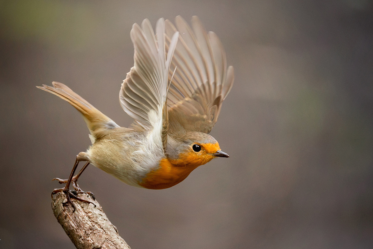 AP Picture of the Week 2025 – Your best photos shared!
