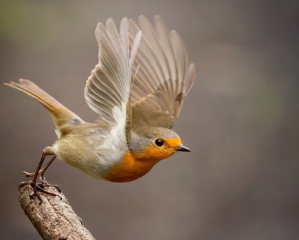 robin mid flight taking off from a branch