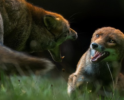 two foxes fighting