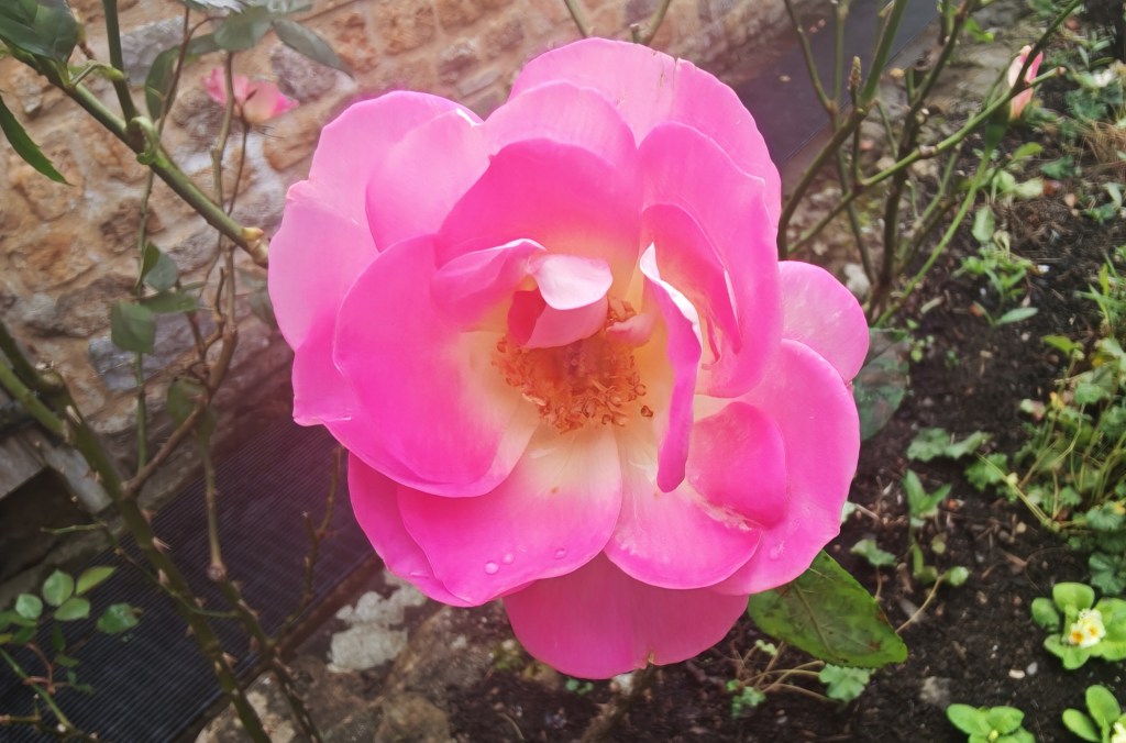 Honor 400 Pro advertorial