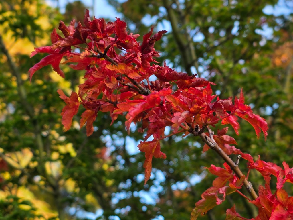 Samsung Galaxy Z Fold7. Image: Joshua Waller