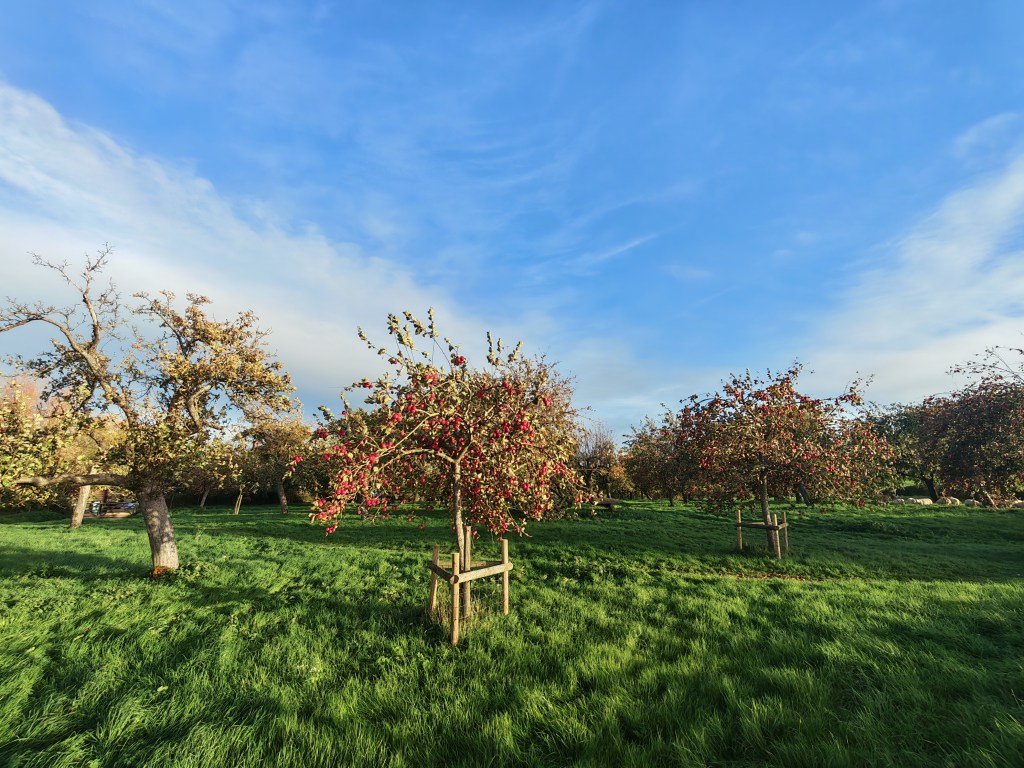 Honor 400 Pro advertorial