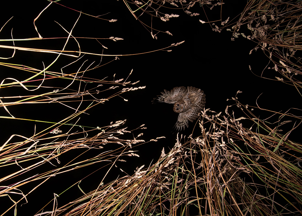 night image looking up at a flying owl looking down