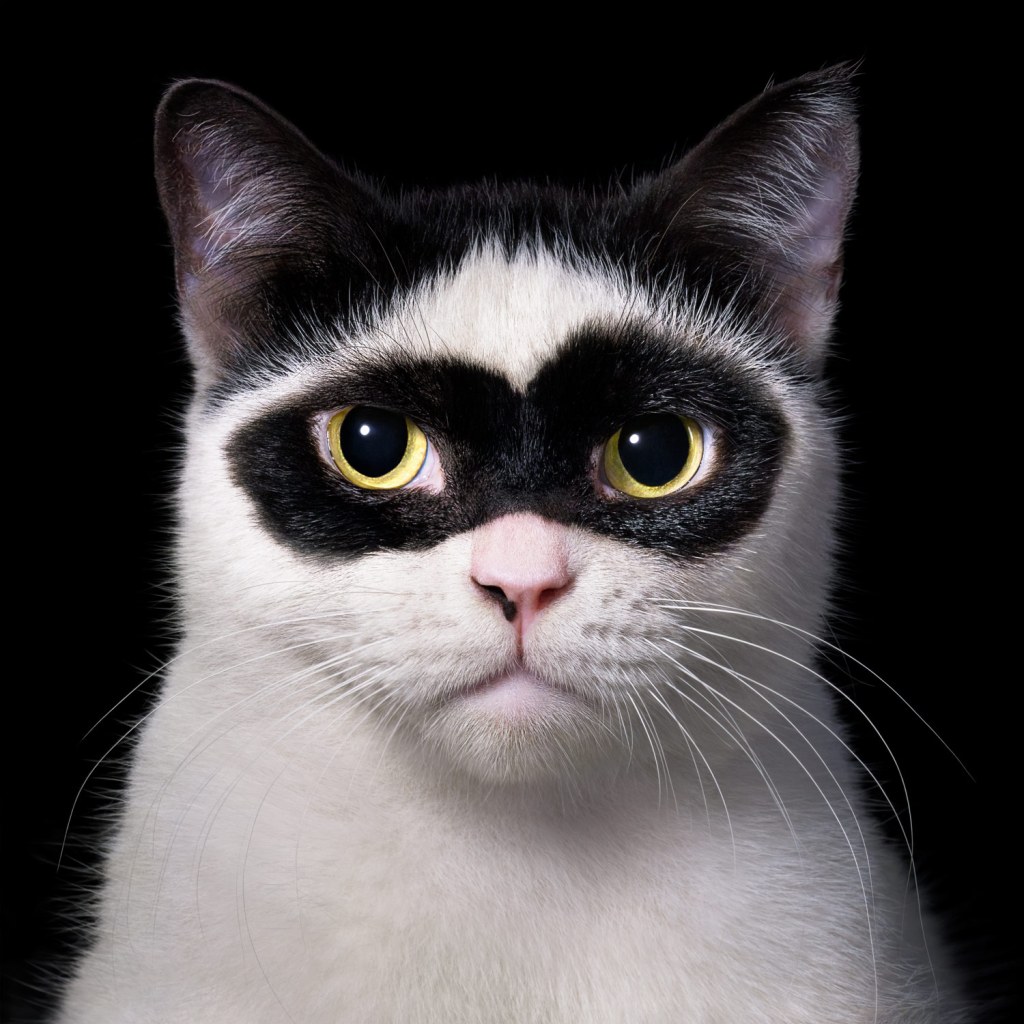 This is the stunning picture that was used for the front cover of Feline. Boy’s striking appearance has made him a global sensation. Tim photographed him at a local studio in Borneo, Indonesia. Credit: Tim Flach. SINGLE USE ONLY