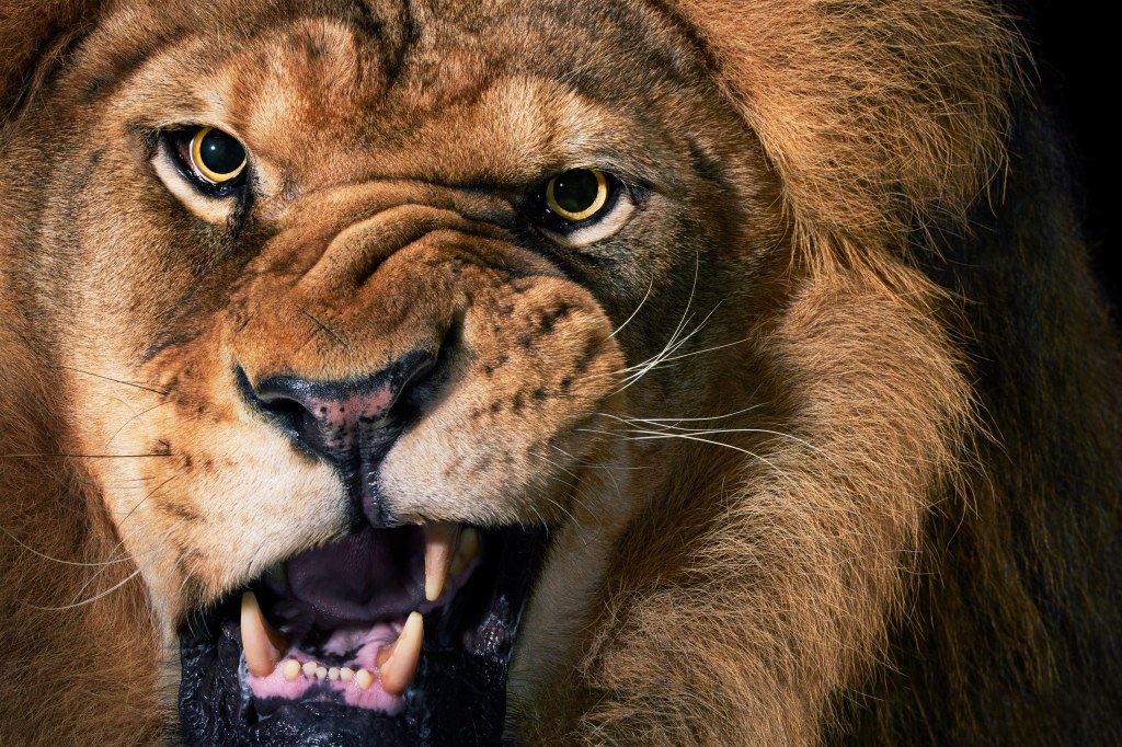 Tim’s study of feline species also includes shots of real lions. Credit: Tim Flach. SINGLE USE ONLY