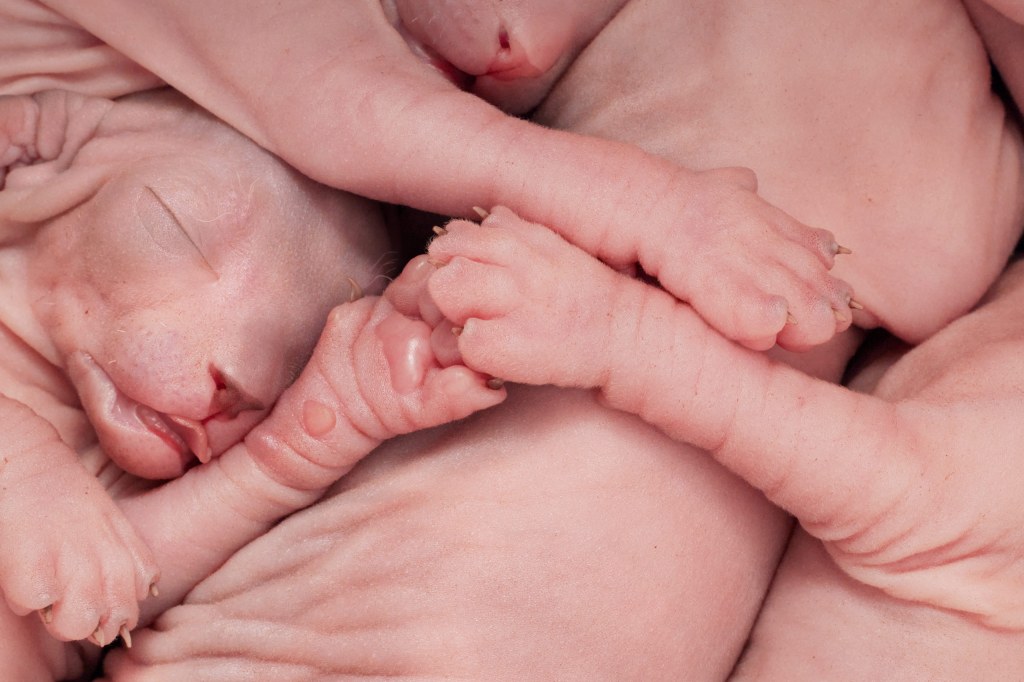 A litter of six-day-old smooth, hairless Sphynx kittens curled up together. Credit: Tim Flach. SINGLE USE ONLY