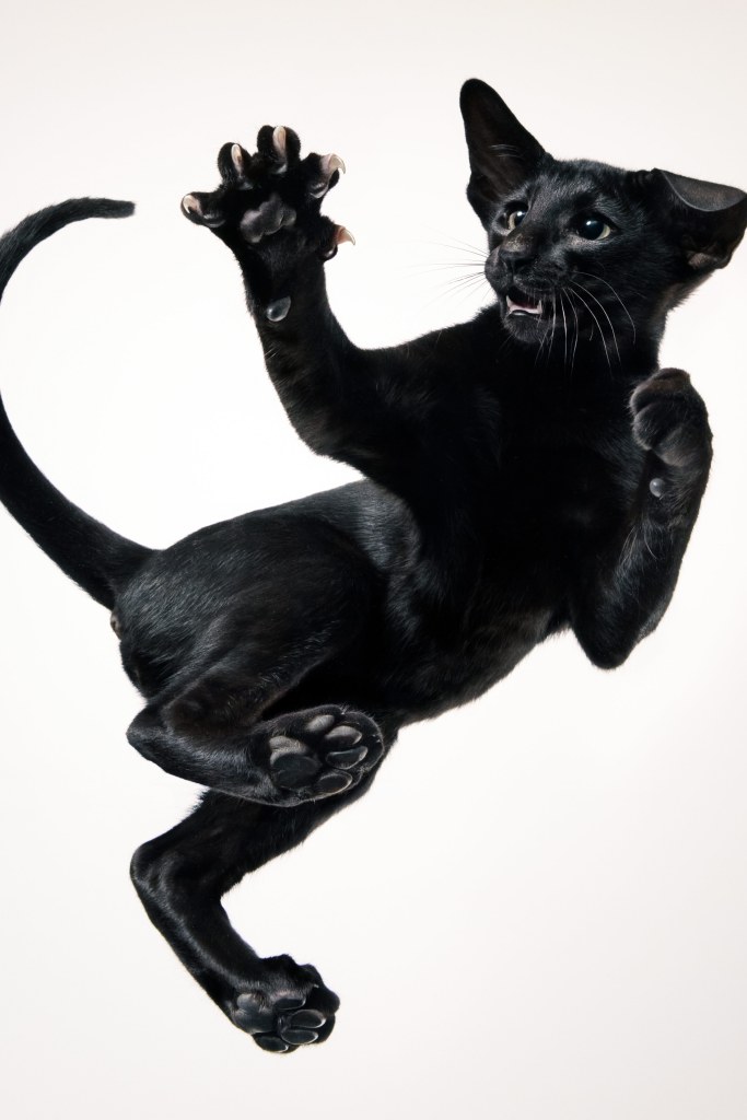 This Oriental shorthair was shot from below, with the cat on a glass sheet. Credit: Tim Flach. SINGLE USE ONLY