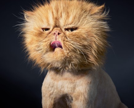 A Persian cat with his fur trimmed to a ‘lion cut’, which is often used on cats with matted fur. Credit: Tim Flach. SINGLE USE ONLY